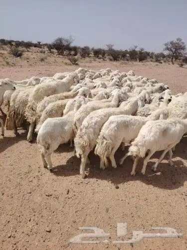 غنم طيبه العدد 82 فحولها 2 مراح واحد ديوس سليمه وصحه سليمه 3