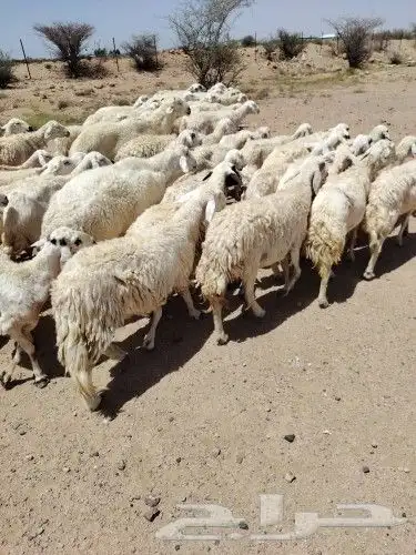 غنم طيبه العدد 82 فحولها 2 مراح واحد ديوس سليمه وصحه سليمه 4