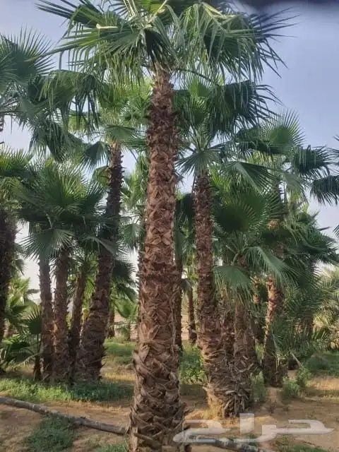 مقاول.شبوك 4