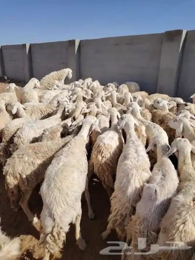 غنم طيبه العدد 82 فحولها 2 مراح واحد ديوس سليمه وصحه سليمه 0