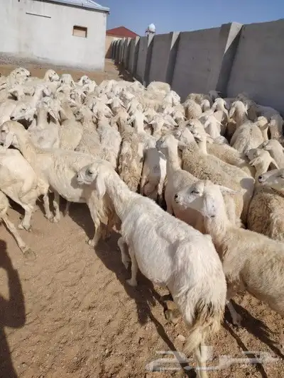 غنم طيبه العدد 82 فحولها 2 مراح واحد ديوس سليمه وصحه سليمه 1