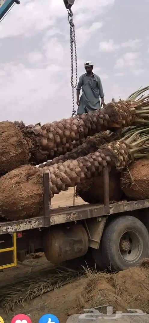 تنسيق حدائق زراعه المراكن زراعه الاحواض عمل شبكات ري 10