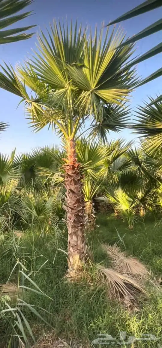 نخيل عربي واشنطن جميع المقاسات 6