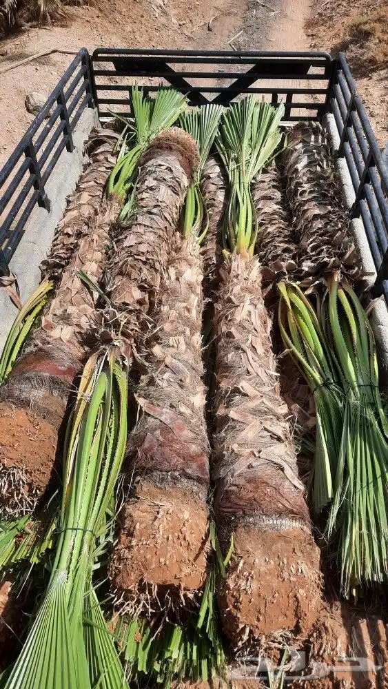 نخيل واشنطني زينه أمريكي 2