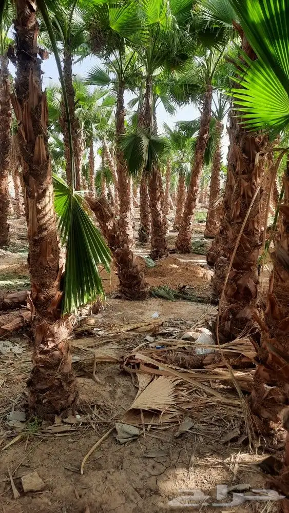 نخيل واشنطني زينه أمريكي 4