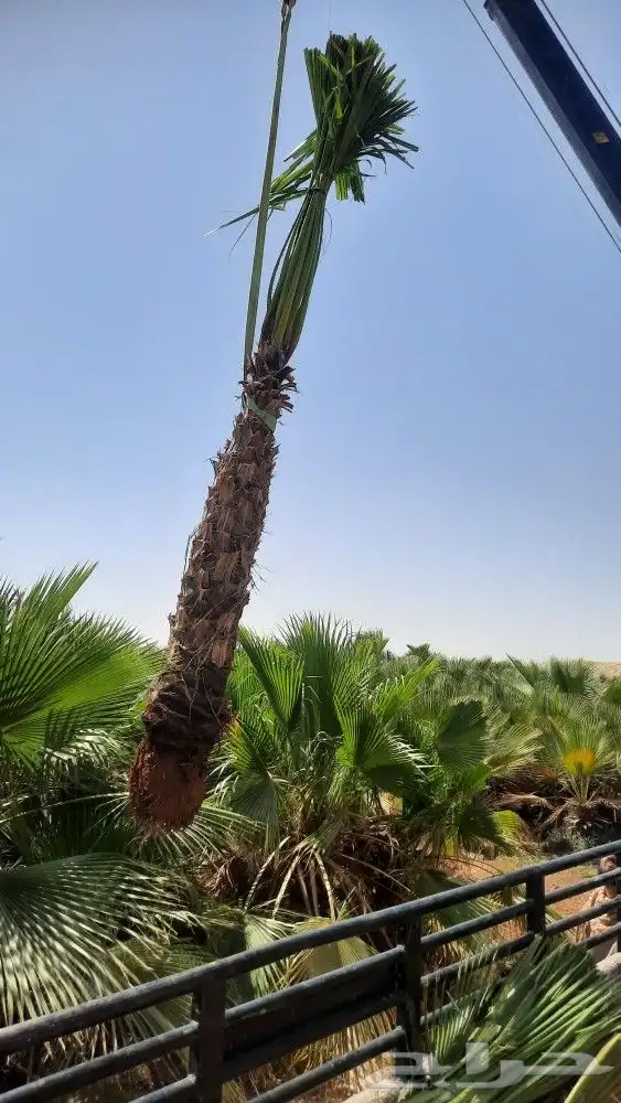 نخيل واشنطني زينه أمريكي 3