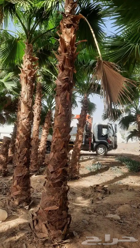 نخيل واشنطني زينه أمريكي 0