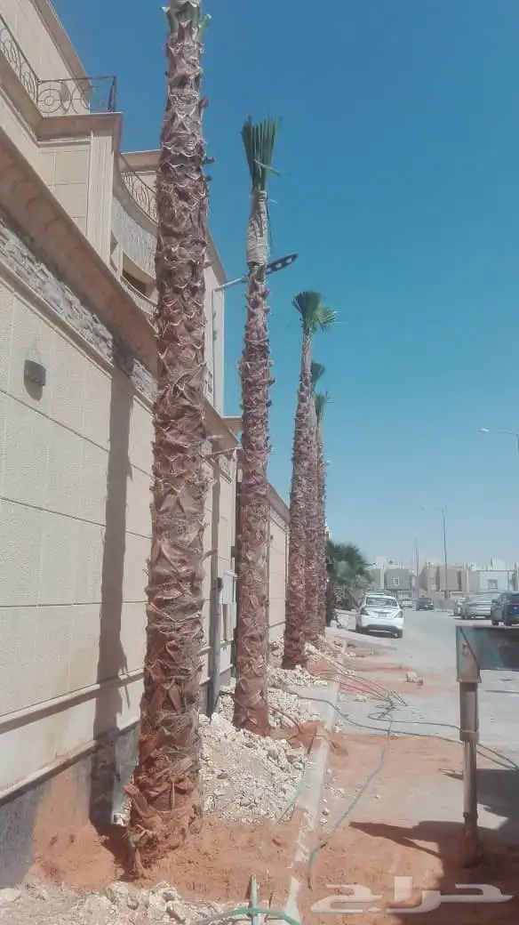 نخيل واشنطونيا 0