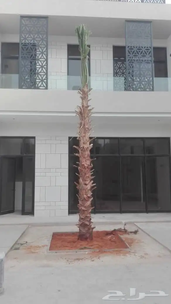 نخيل واشنطونيا 3