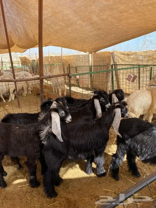 تيوس عوارض لبني 3