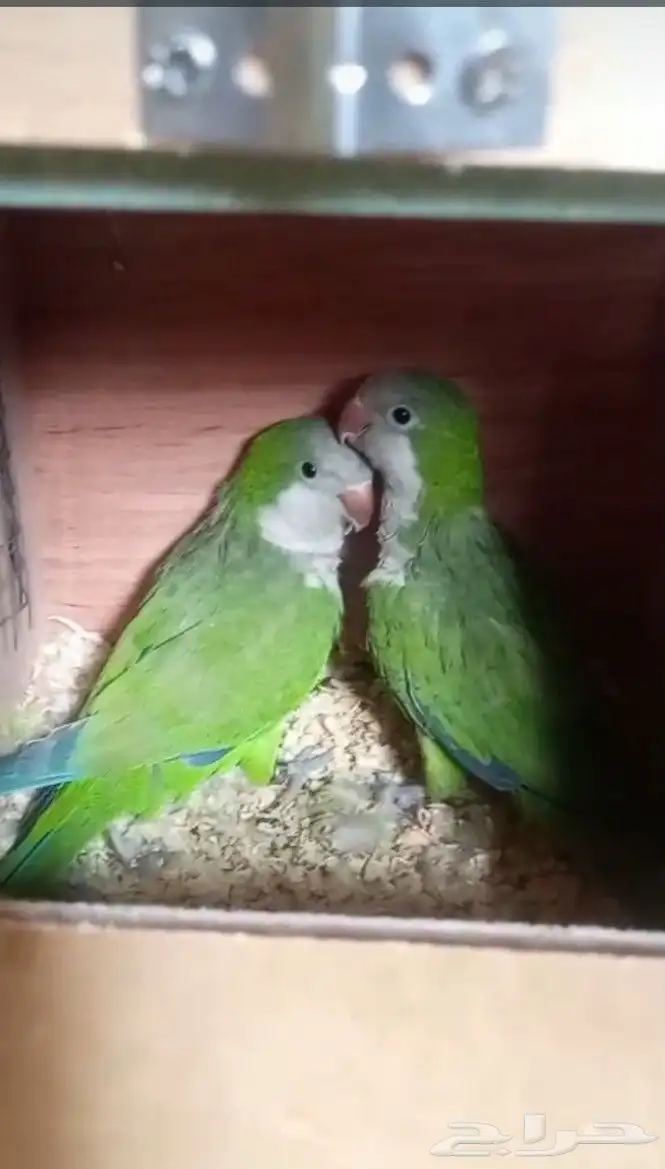 جوز كويكر الرهيب منتج تم البيع 2