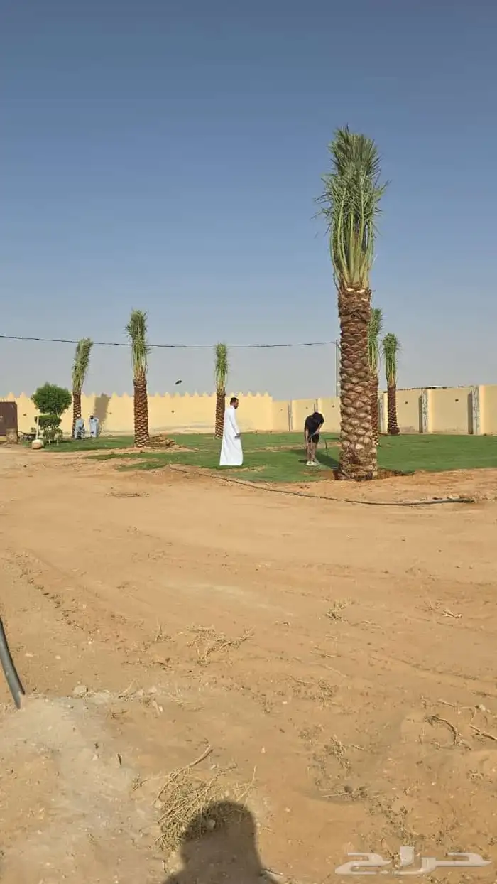يوجد لدينا نخل طيب ومقاسات مناسبة ونوايع فاخره كلها مثمره 7