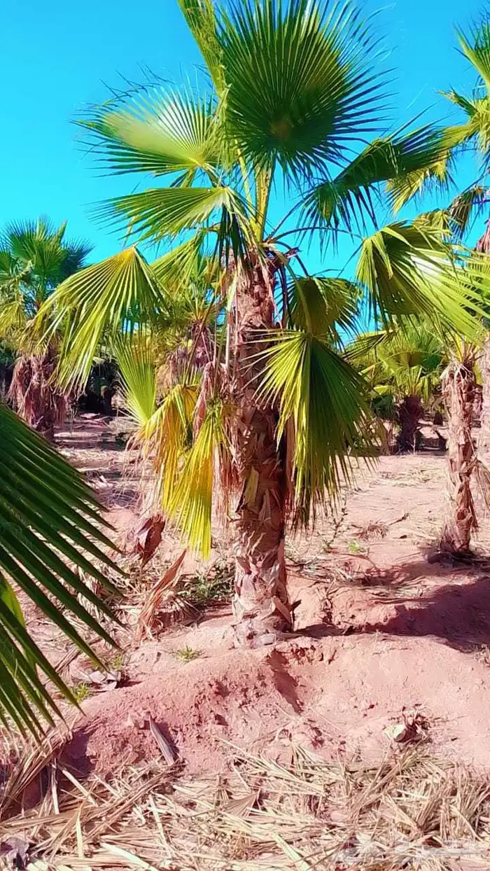 يوجد لدينا جميع انواع النخيل المثمرة وزينه 4