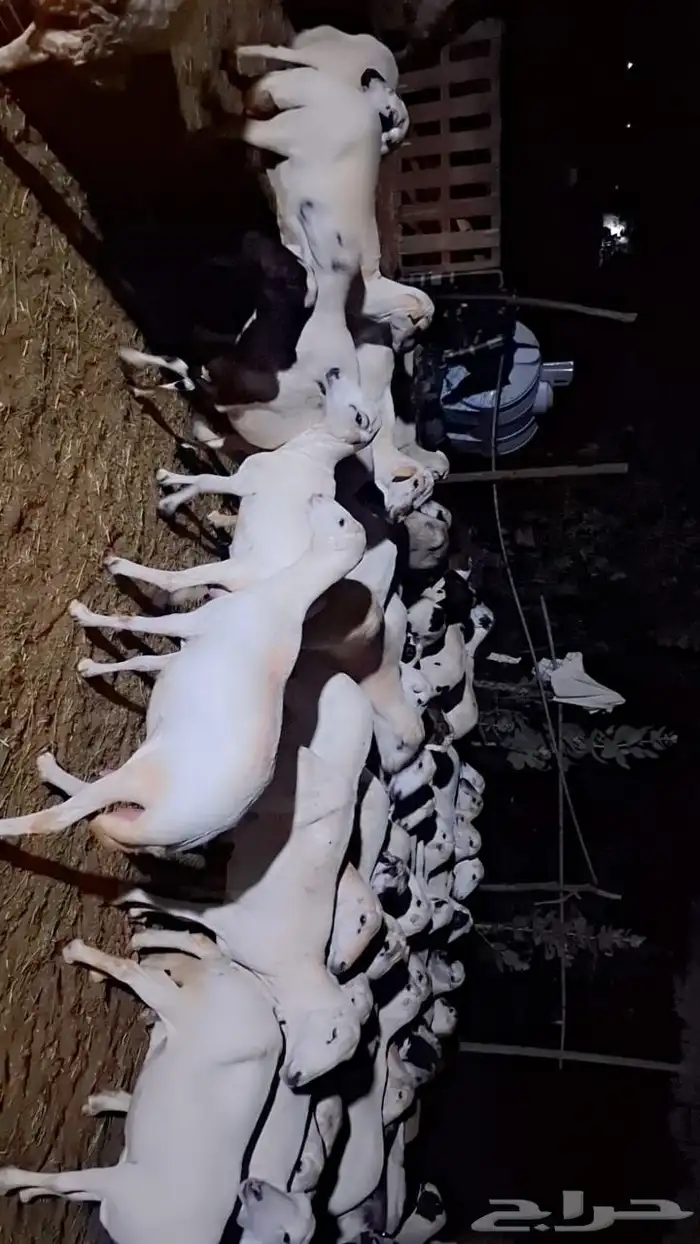 ضان للبيع العداد 50مولدات 10حبات وا 40دفيع سلامه من اي مرض 3