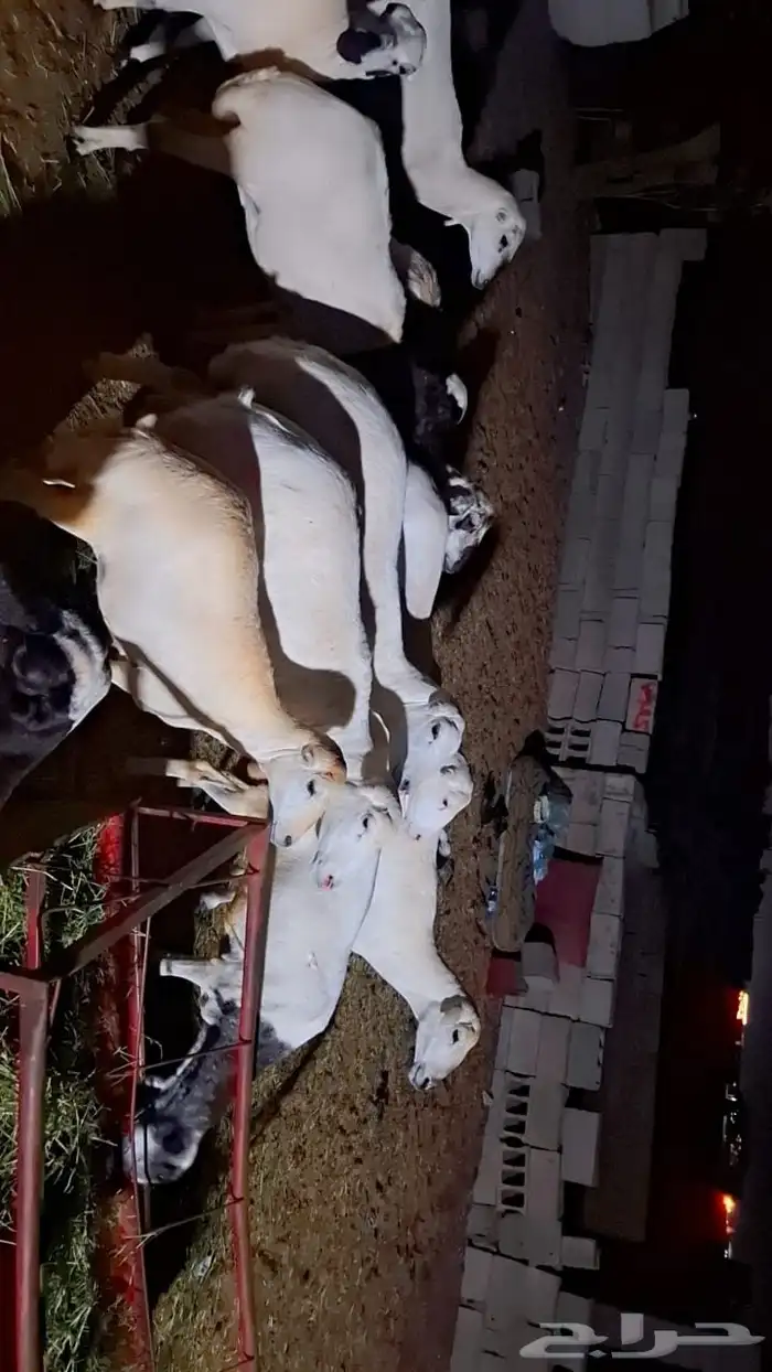 ضان للبيع العداد 50مولدات 10حبات وا 40دفيع سلامه من اي مرض 0