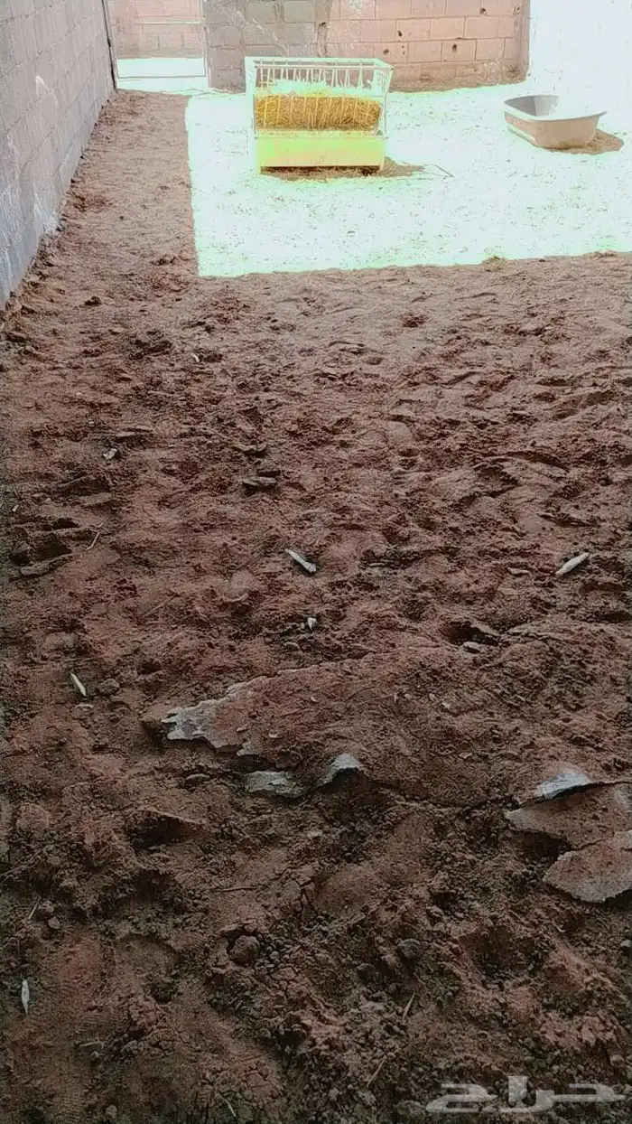 حظاير بحراج الغنم... دقيقتين للمظله السوق 2