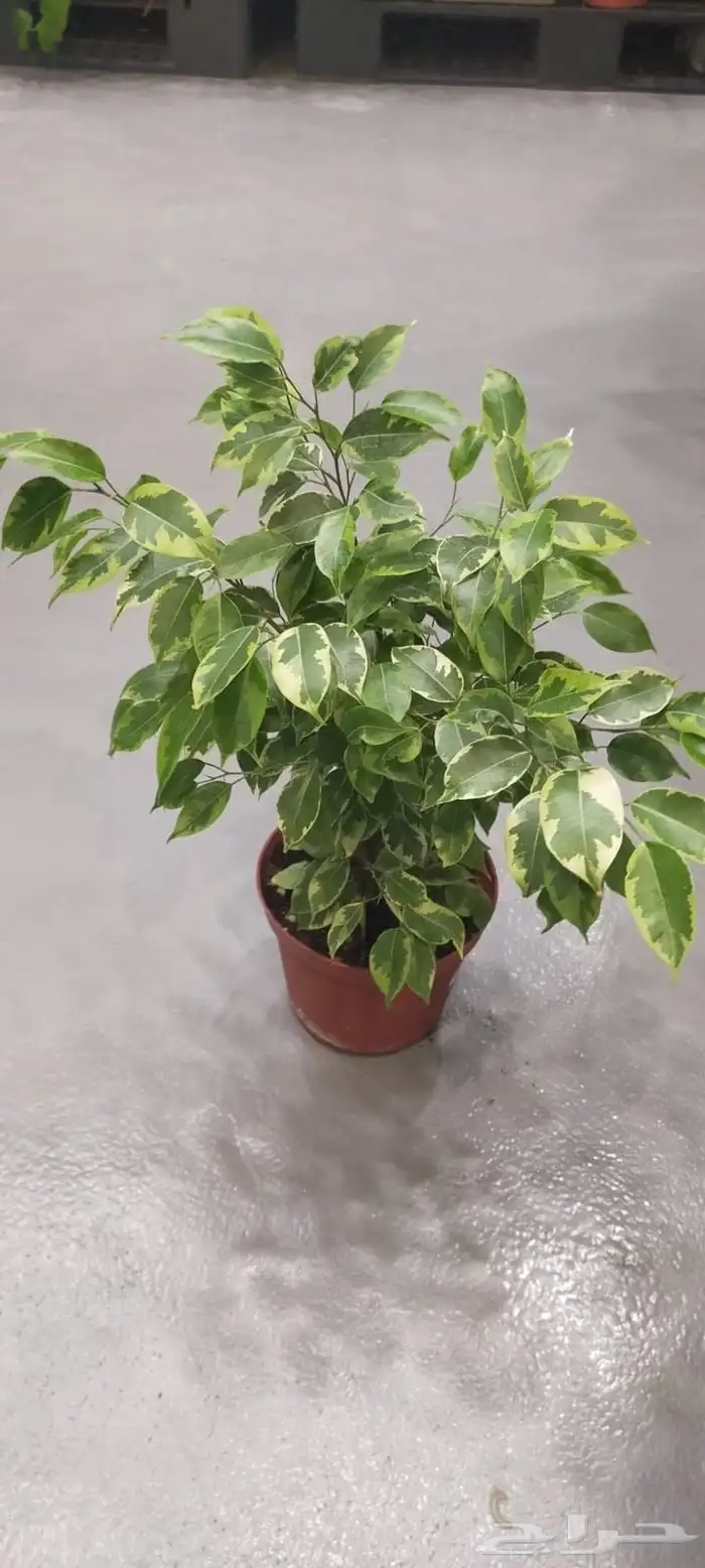 تنسيق حدائق زراعه المراكن زراعه الاحواض عمل شبكات ري 1