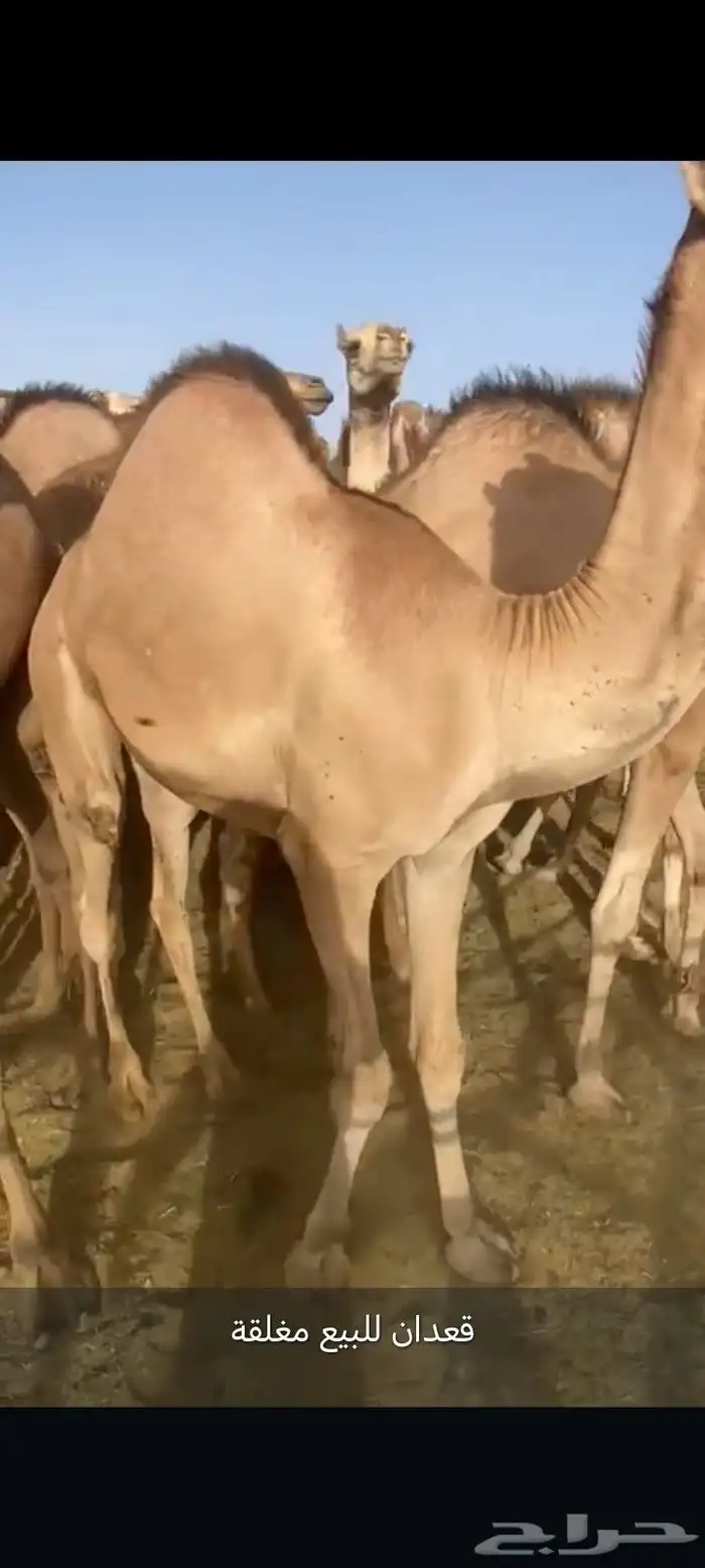قعدان للبيع مغلقة موقع نجران 0