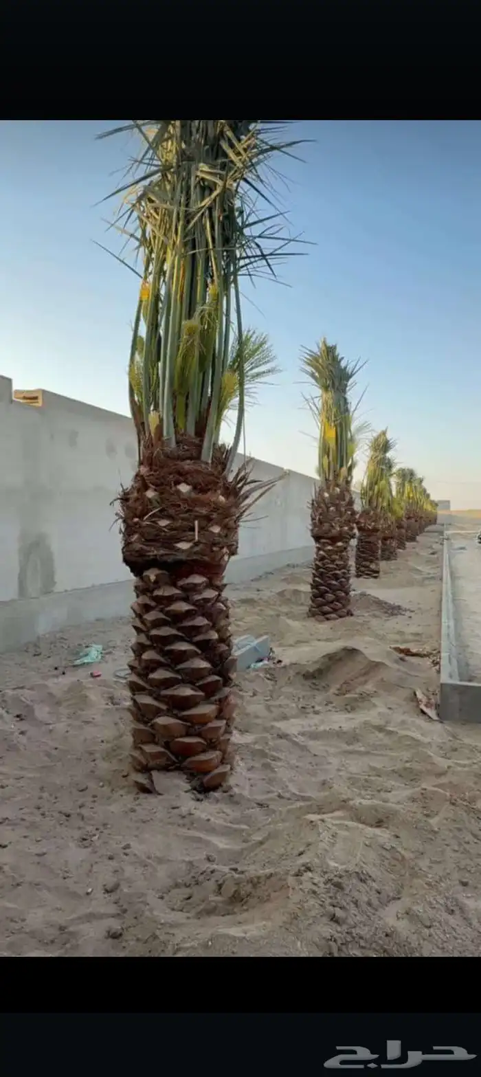 نخيل نقايل فروخ فسايل 2