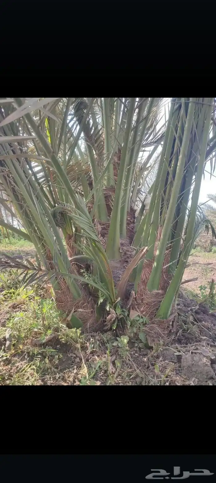 نخيل نقايل فروخ فسايل 4