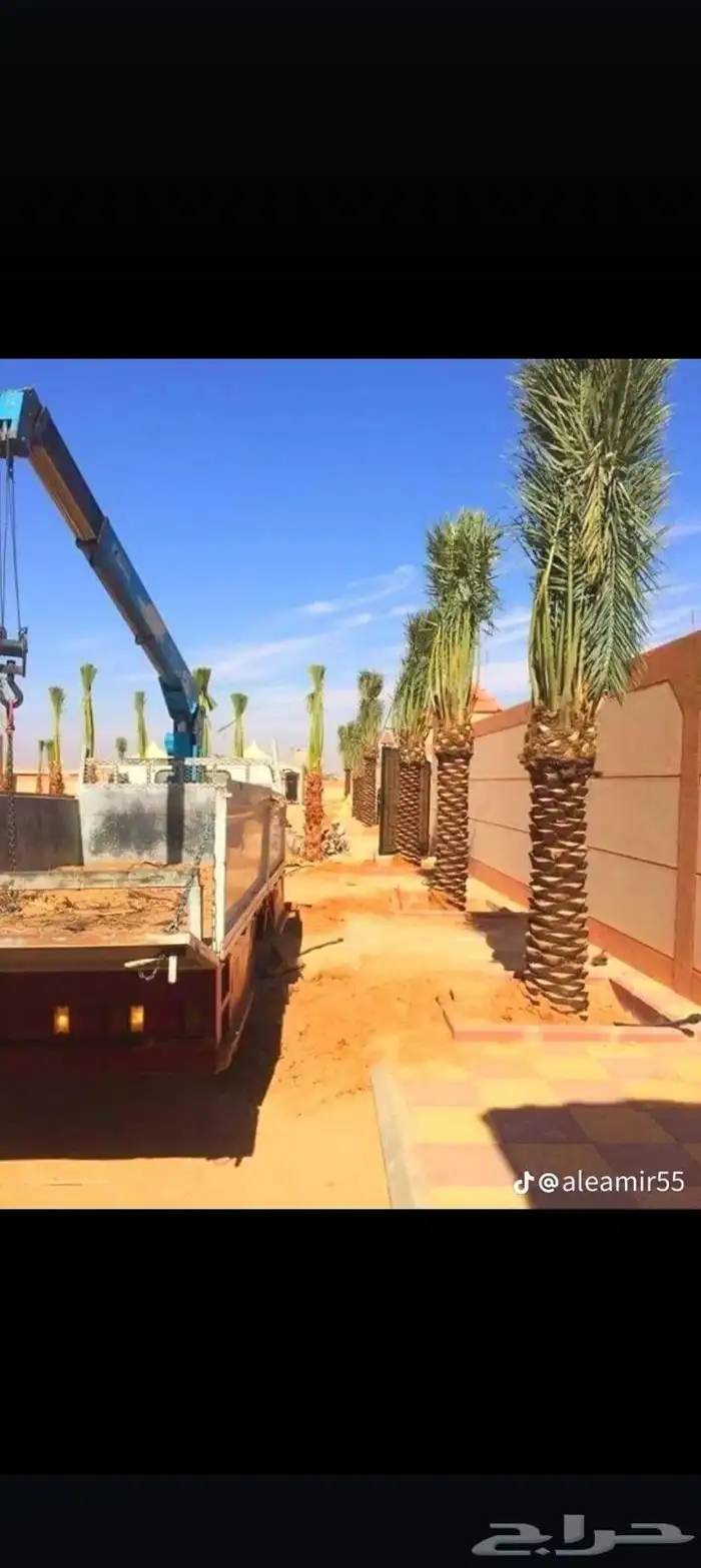 نخيل نقايل فروخ فسايل 1