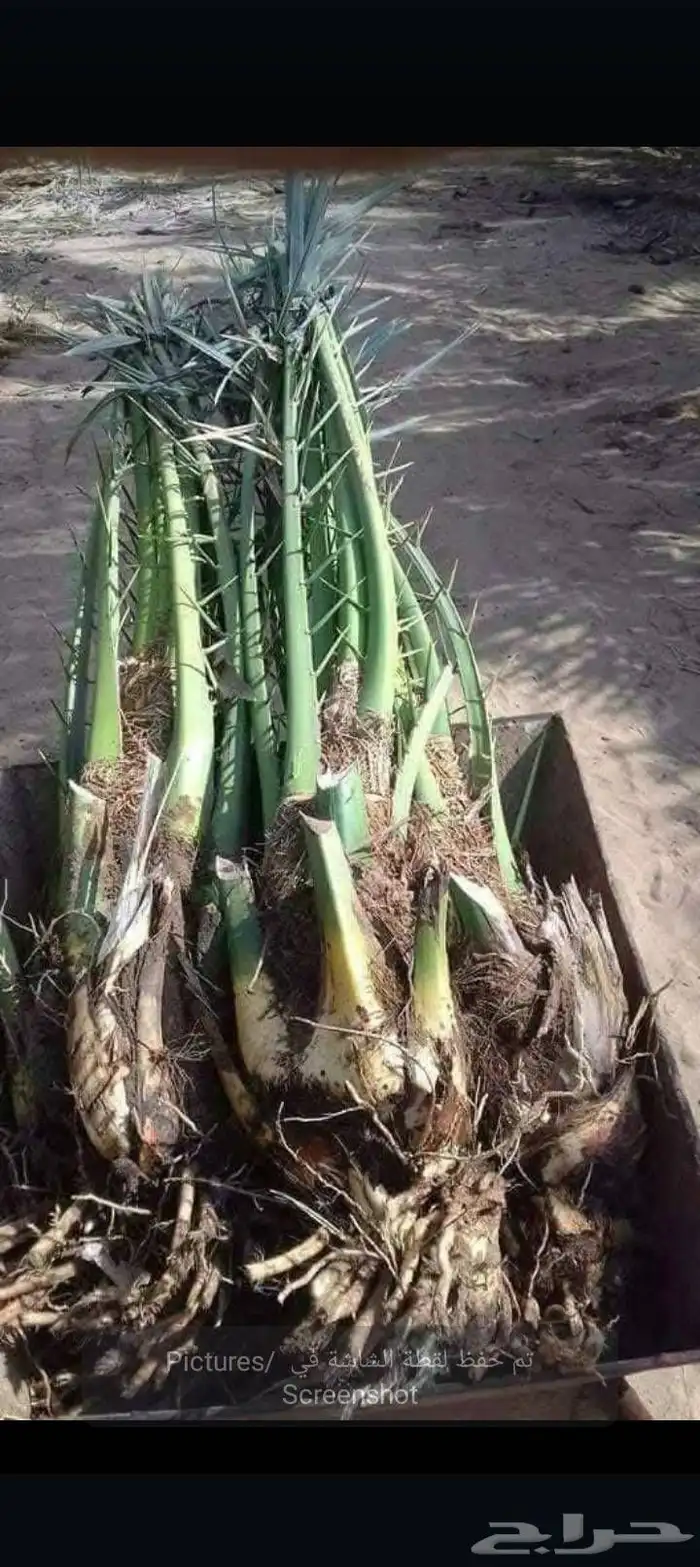 نخيل نقايل فروخ فسايل 3