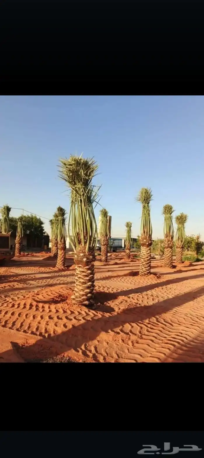 نخيل نقايل فروخ فسايل 0