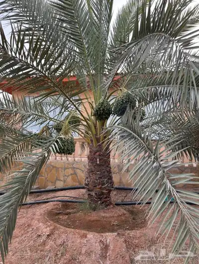 نخل للبيع جميع النواع انخل العربي سكري إخلاص برحي صقعي مجدول 1