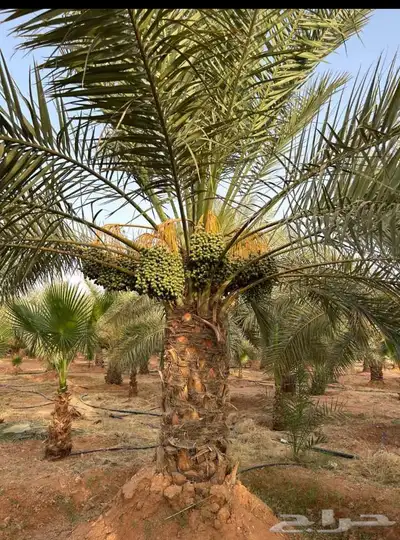نخل للبيع جميع النواع انخل العربي سكري إخلاص برحي صقعي مجدول 0