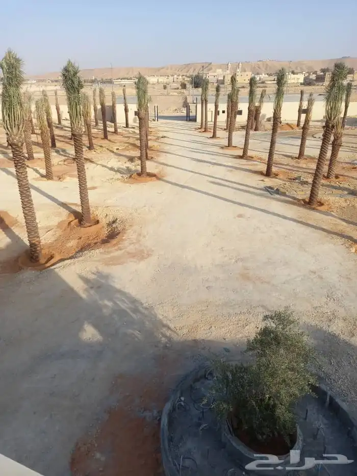 نخيل واشنطونيا 8