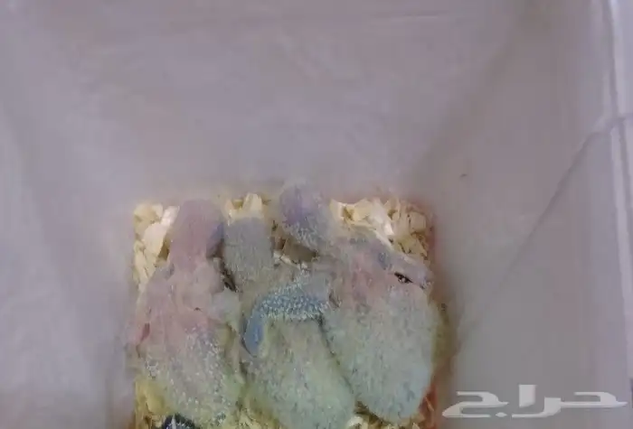 جوز كويكر الرهيب منتج تم البيع 1