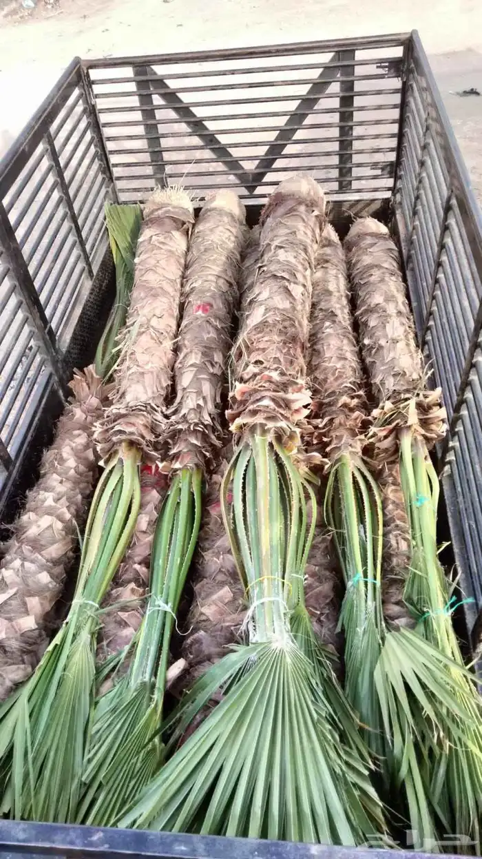 نخيل عربي واشنطن جميع المقاسات 10