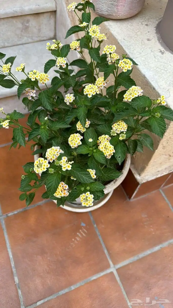 تنسيق حدائق زراعه المراكن زراعه الاحواض عمل شبكات ري 0