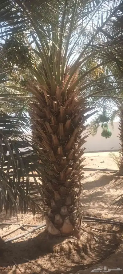 يوجد لدينا جميع انواع انخيل 3