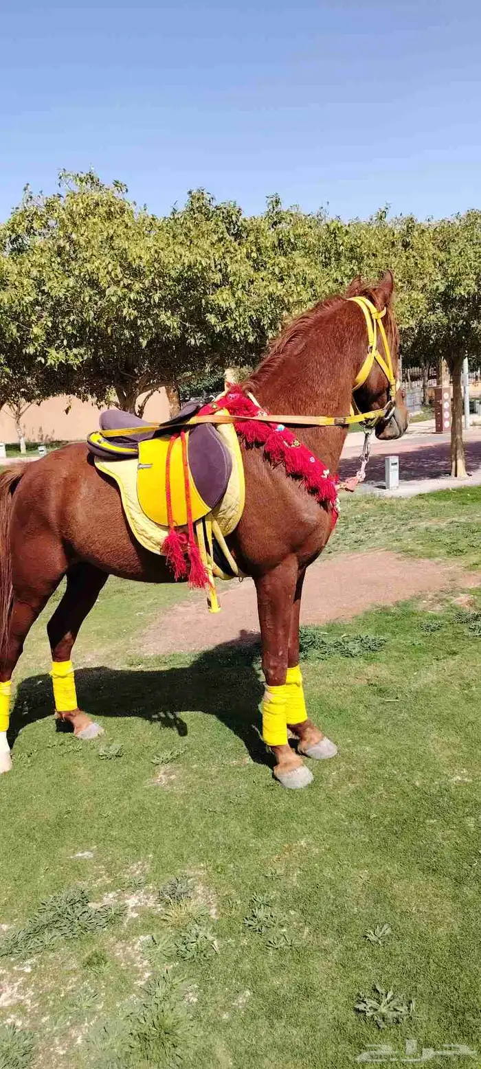 سلام عليكم يوجد لدينا اجار خيل و جمال وسيسي يوم اسبوع شهر 3