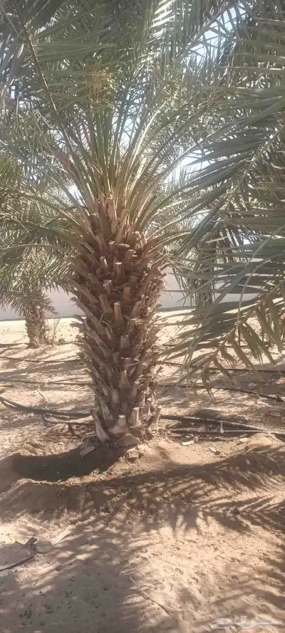 يوجد لدينا جميع انواع انخيل 4
