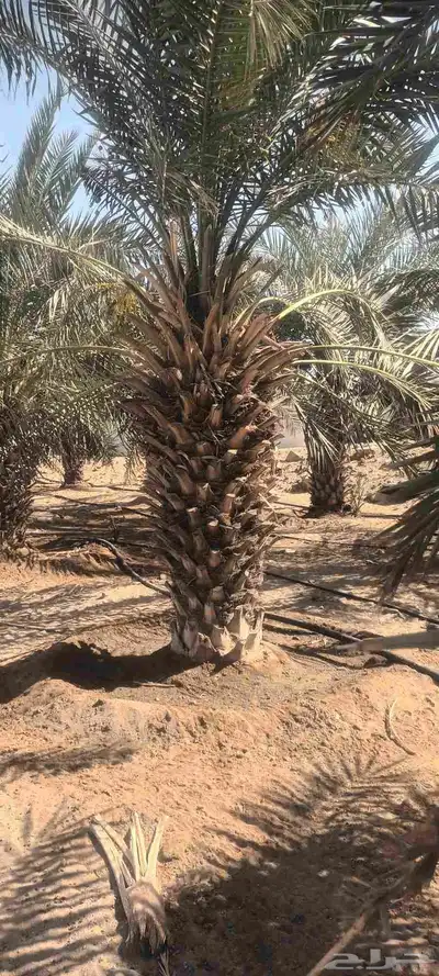 يوجد لدينا جميع انواع انخيل 6