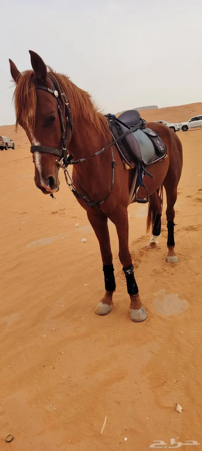 سلام عليكم يوجد لدينا اجار خيل و جمال وسيسي يوم اسبوع شهر 7