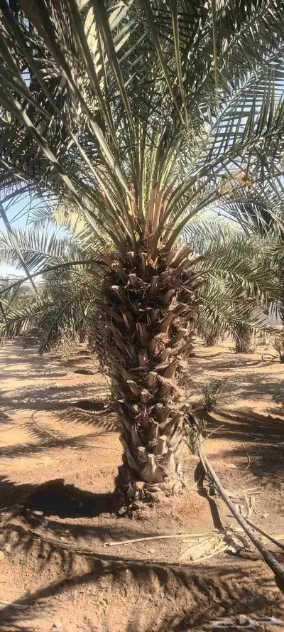 يوجد لدينا جميع انواع انخيل 7