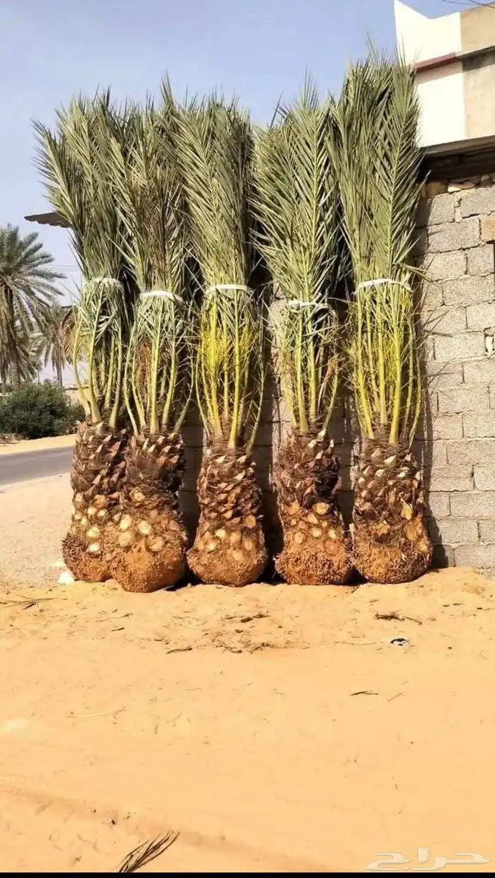 يوجد لدينا نخل طيب ومقاسات مناسبة ونوايع فاخره كلها مثمره 4