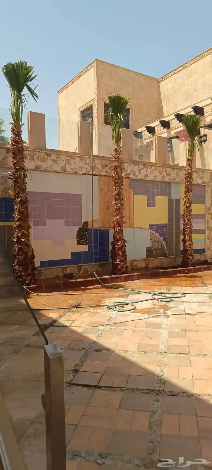 نخيل عربي واشنطن جميع المقاسات 4