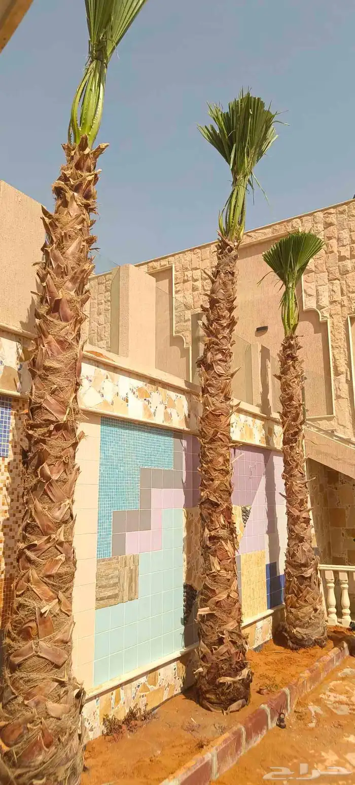 نخيل عربي واشنطن جميع المقاسات 2