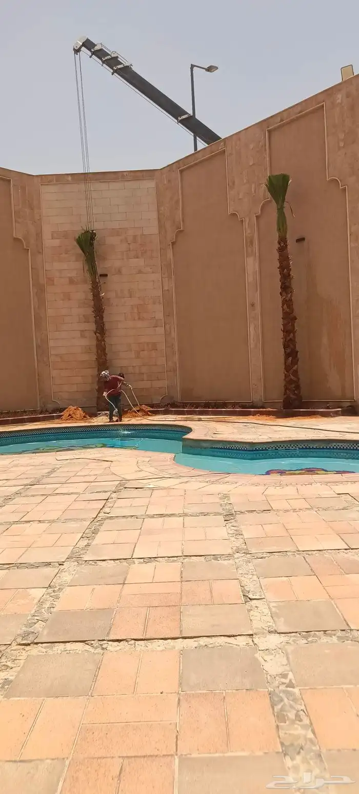 نخيل عربي واشنطن جميع المقاسات 5