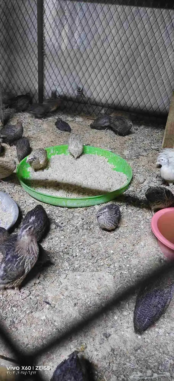 سمن للبيع تقريبا 40 جوز الجوز على 8 ريال والبيع جمله 0