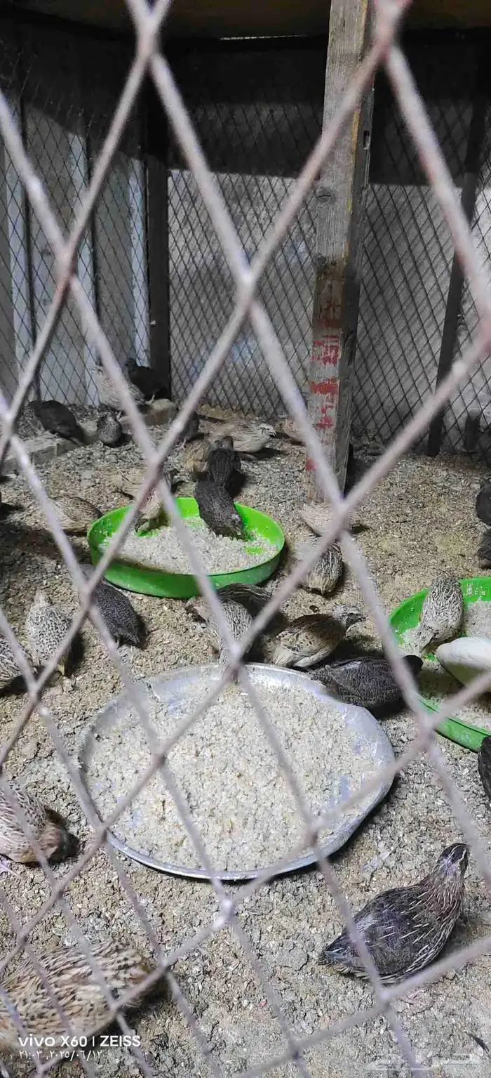 سمن للبيع تقريبا 40 جوز الجوز على 8 ريال والبيع جمله 1