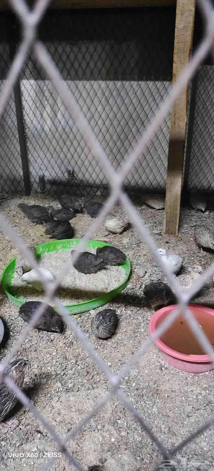 سمن للبيع تقريبا 40 جوز الجوز على 8 ريال والبيع جمله 2