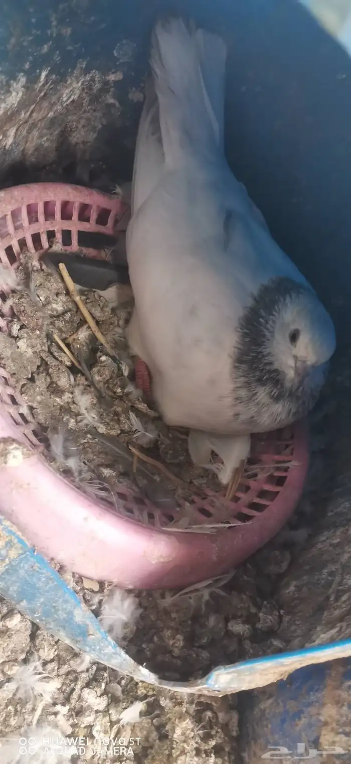 حمام قطيفى 4