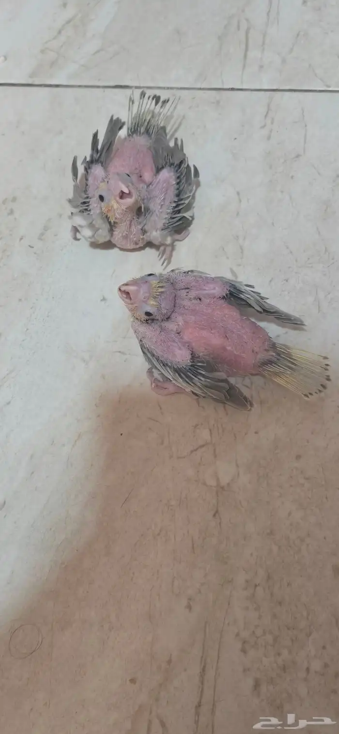 فرخ كروان 4