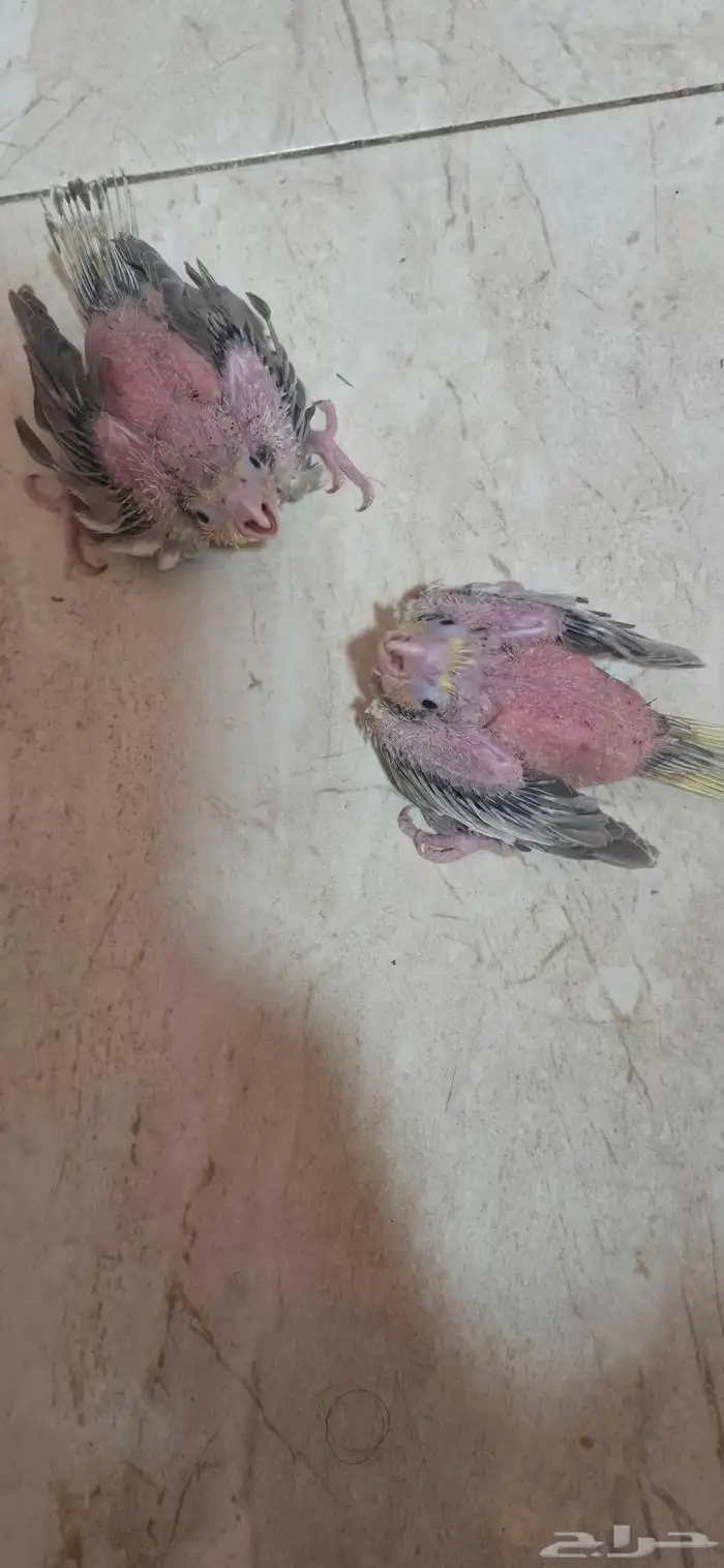 فرخ كروان 2
