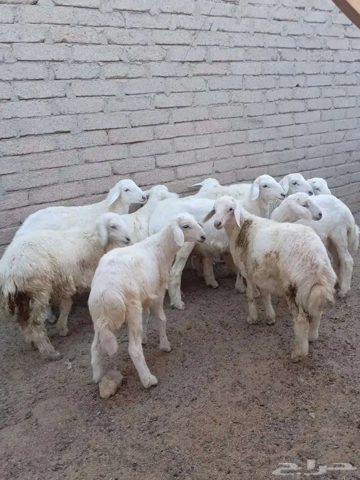 طليان للبيع 2